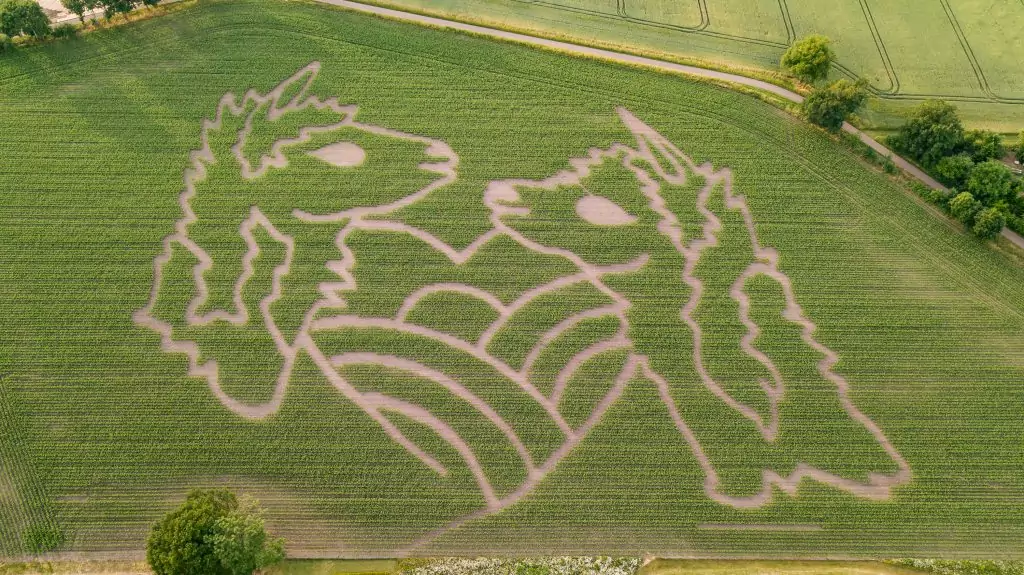 Maislabyrinth am 17.06.2025 13